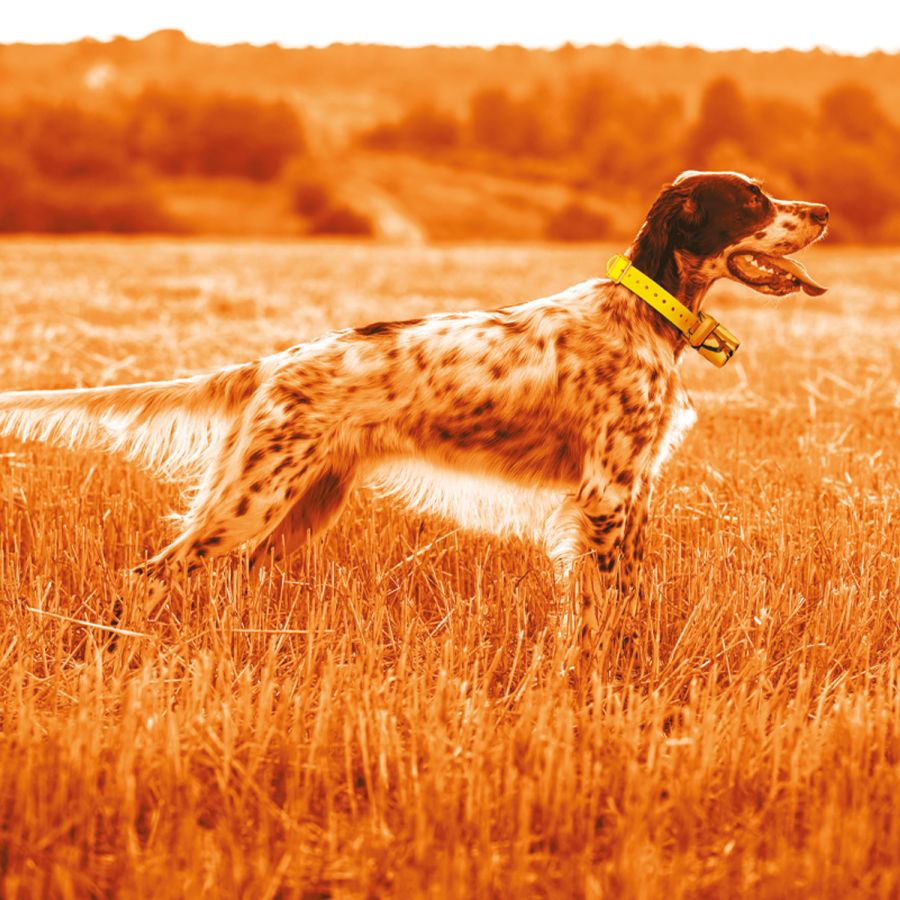 Beeper One GPS - Sistema rilevazione cani