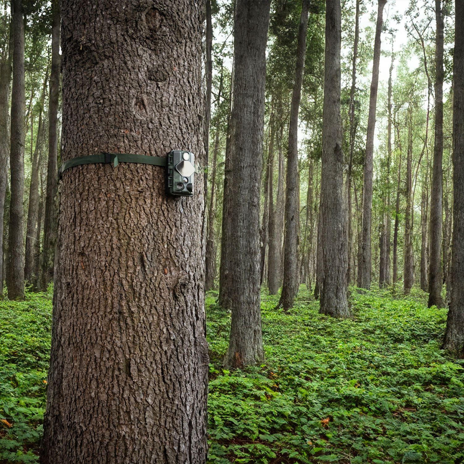 WILD GUARDIAN WI-FI​